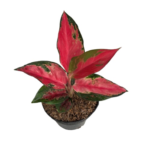 Tanaman Hias Aglonema suksom lilin