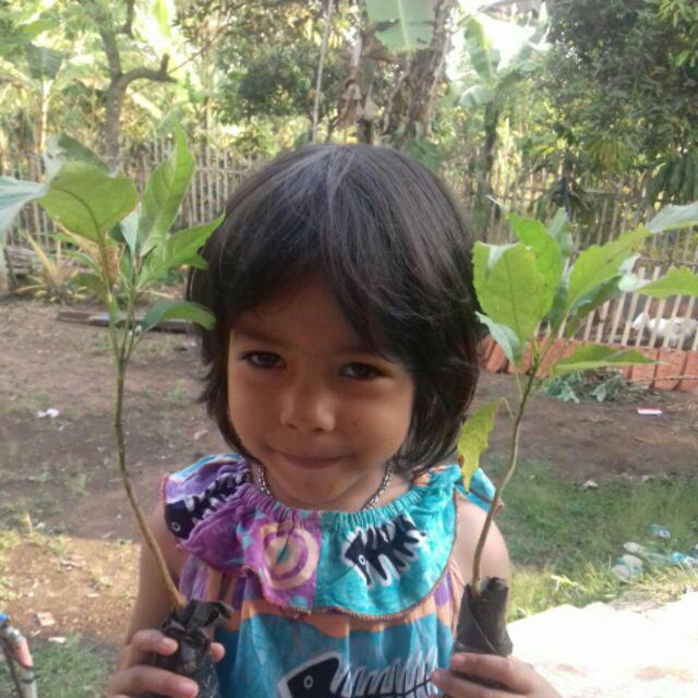 Bibit Tanaman Tabebuya Sakura