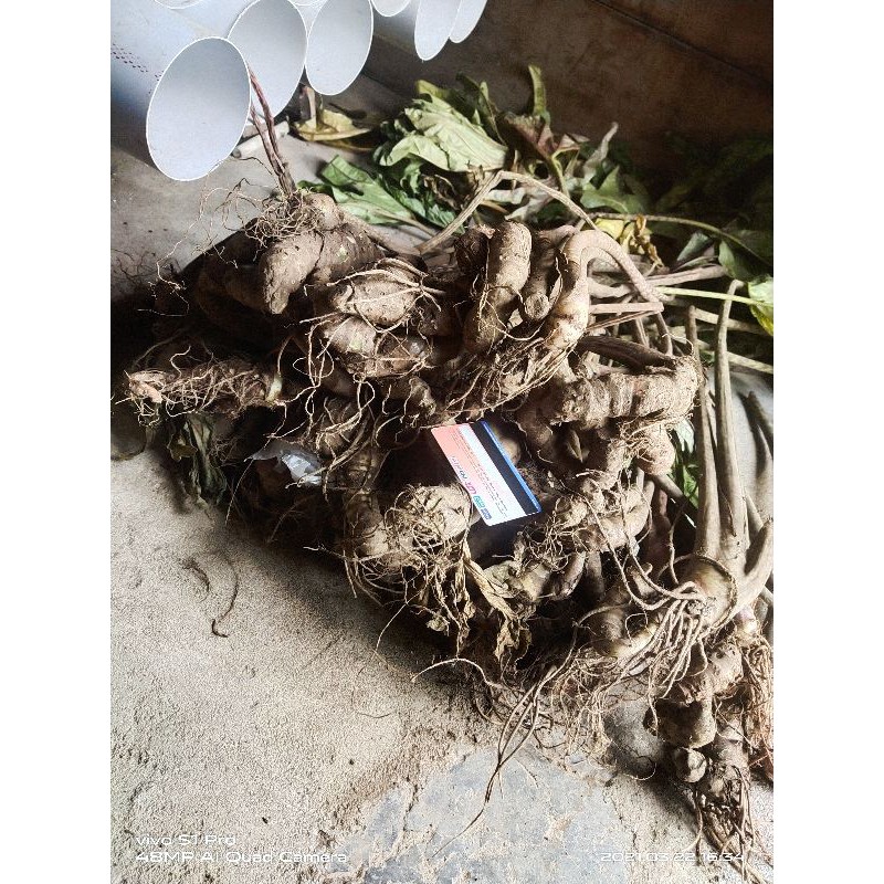 bonggol alocasia Jacklyn sp sulawesi