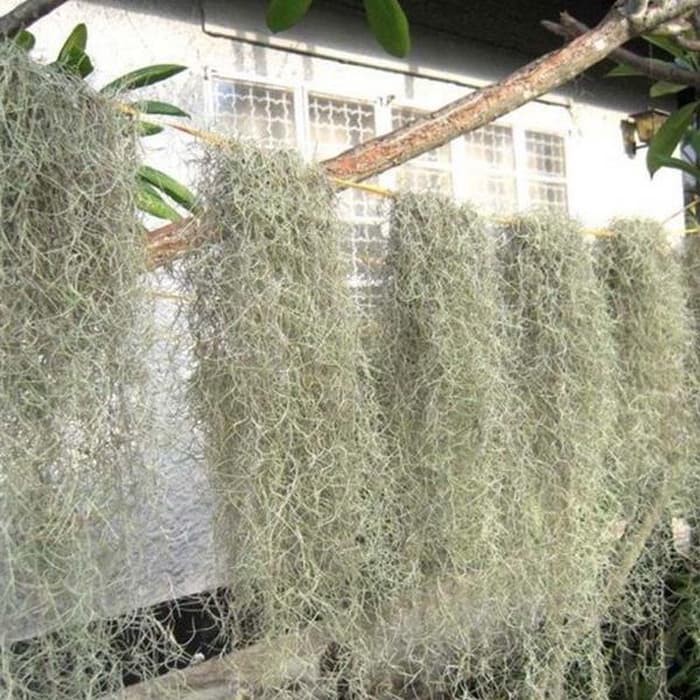 Tanaman Spanish Moss