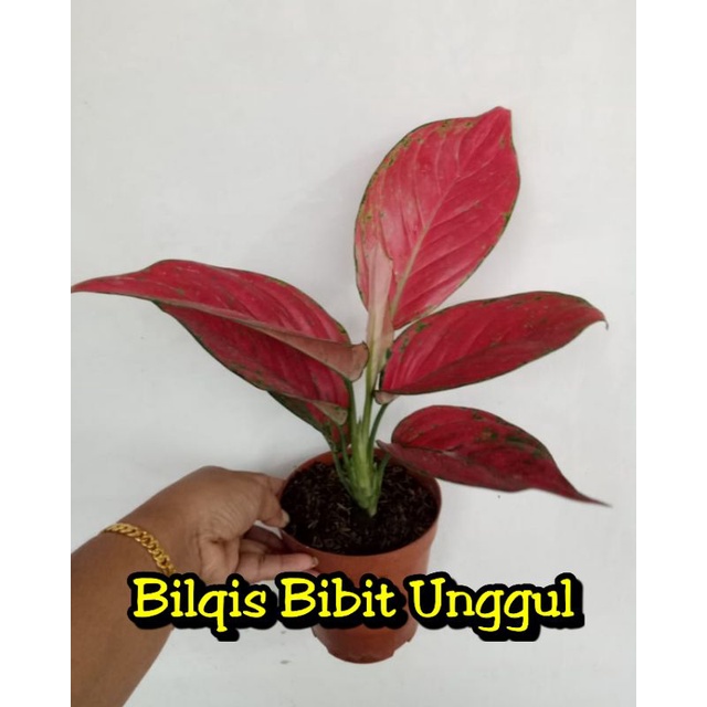 bunga aglonema red venus  dewasa/jumbo super