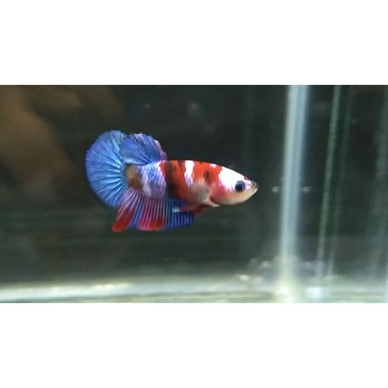 Betta/Cupang Masking Red Koi Galaxy Multycolour