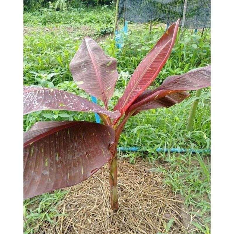 bonggol BONGGOL Pisang Merah Ruby Siam murah dengan kualitas terbaik