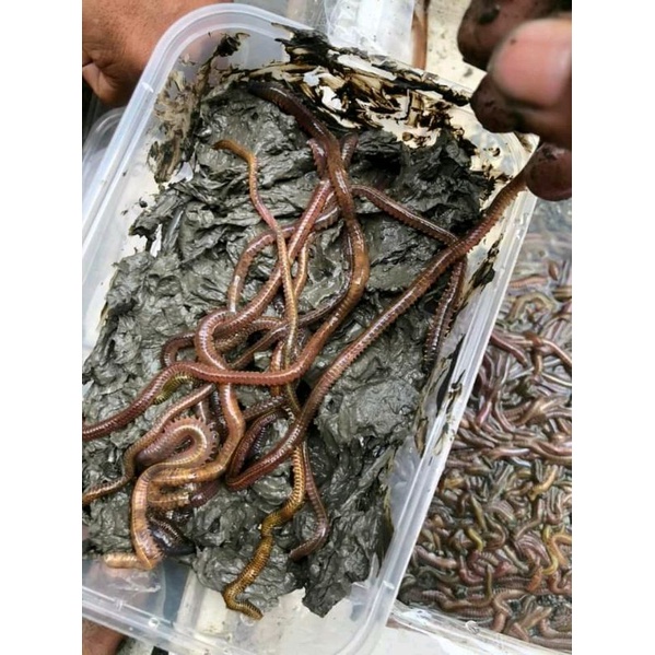 CACING LAUT/KILANG KILUNG UMPAN MANCING BIAR GACOR KUALITAS SUPER