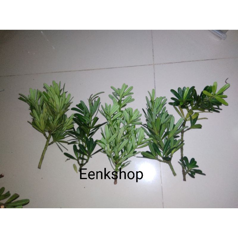 Paket Entress Lohansung Cincuan Ori/ Entress Lohansung Pucuk Merah Import/ Lohansung Blue Ice dan Lo