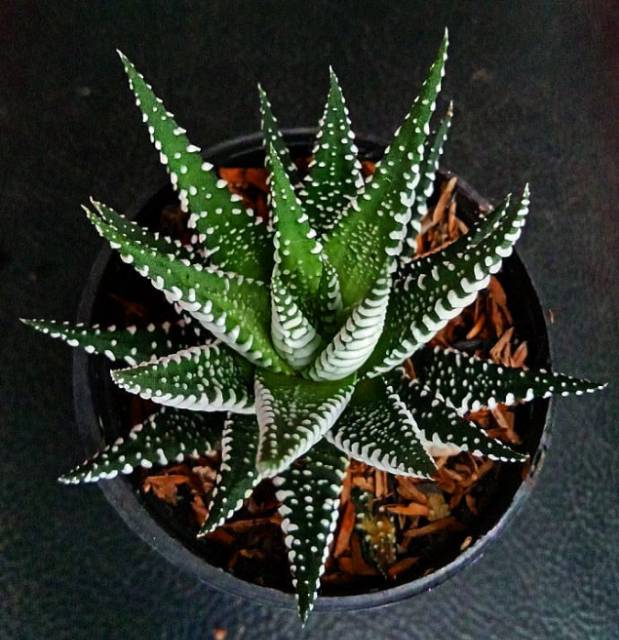 Haworthia attenuata Zebra