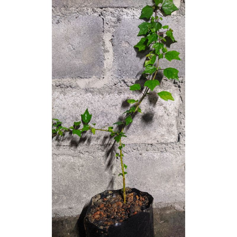 bibit bonsai wareng bintang