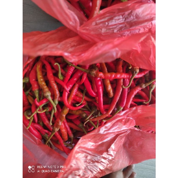 

cabe merah