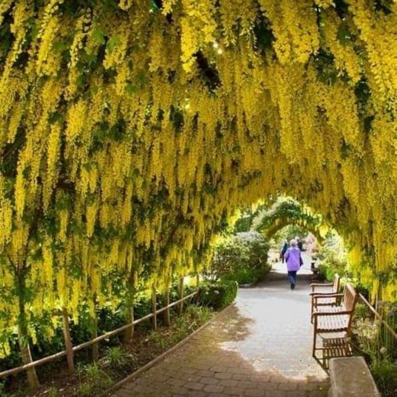 bibit tanaman hujan emas/hujan emas