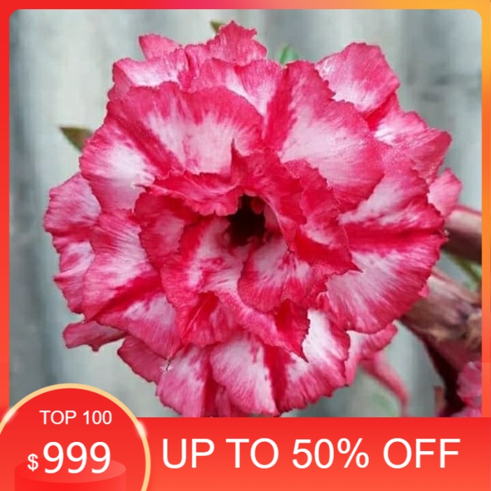 

Ready Bibit bunga kamboja adenium maheheng