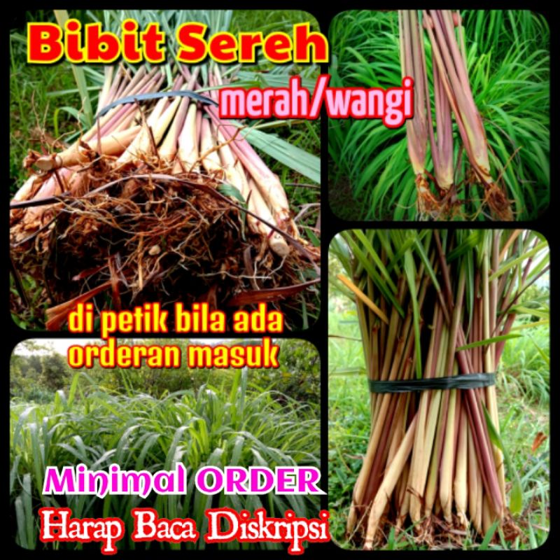 SEREH MERAH / WANGI /SEREI MERAH
