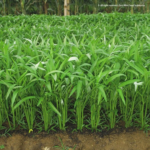 Benih-Bibit Kankung Daun Sempit Serimpi (Cap Panah Merah)