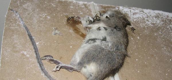 Racun Tikus Ramtus Asli Alami Mati Kering Tidak Bau Pembasmi Pengusir Tikus Paling Ampuh 12 Pack