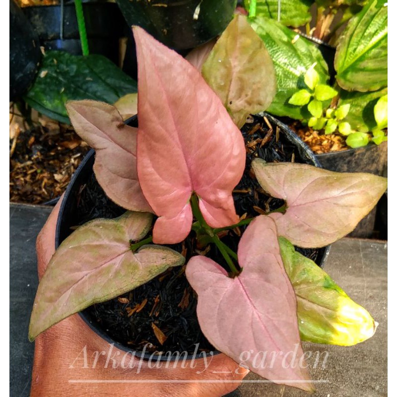 Syngonium pink robusta/Tanaman hias daun