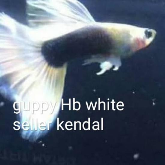 

Guppy hb White [KODE BARANG 249]