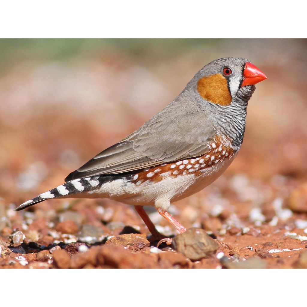 Jual Burung Zebra Finch Import Pasangan Sudah Produksi 1 Pasang Indonesia Shopee Indonesia