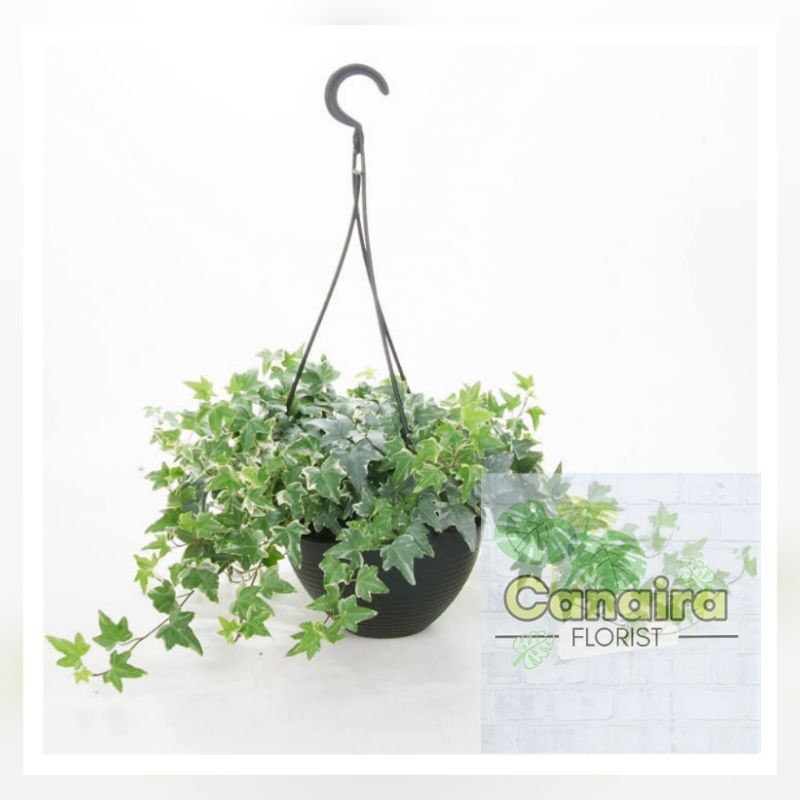 Bibit Tanaman Hias English Evy Varigata