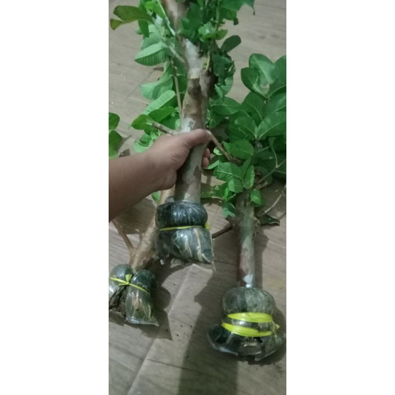 batang besar cangkok Jambu kristal merah asli banyuwangi