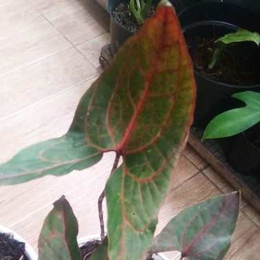 Alocasia Cyrtosperma Johnstoni  Aloacasia Black Jack