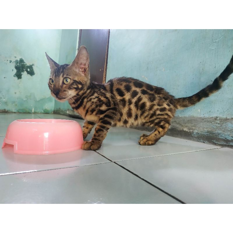 Bengal Brown Rosseted Jantan Non Ped