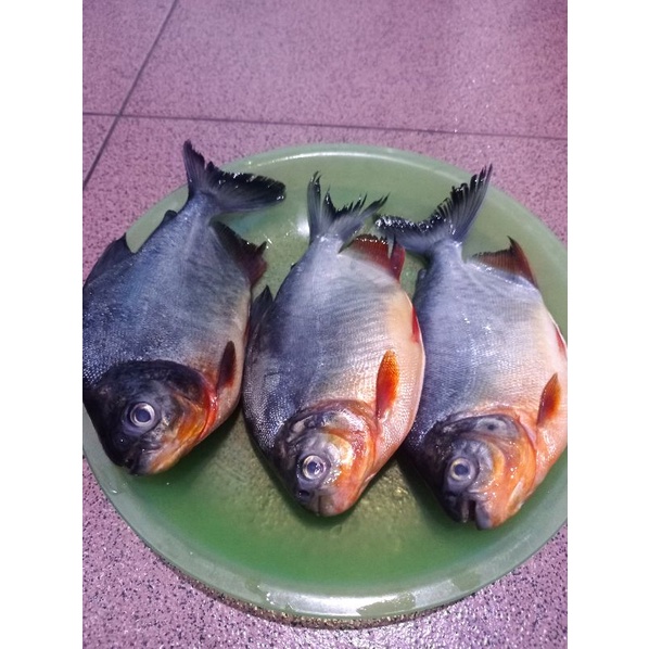 

Ikan Bawal Fresh