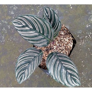  calathea  batik  calatea ornata Shopee Indonesia