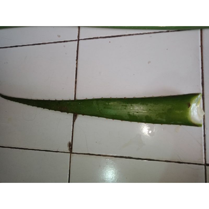 Pelepah Lidah Buaya Alovera harga per pelepah #LidahBuaya