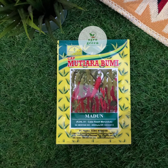 BIBIT CABE MADUN - CAP MUTIARA BUMI