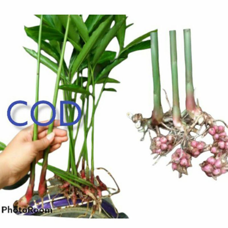 

bibit kapulaga kapol hibrida super