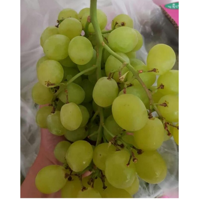 

Buah anggur hijau tanpa biji fresh/manis 1kg