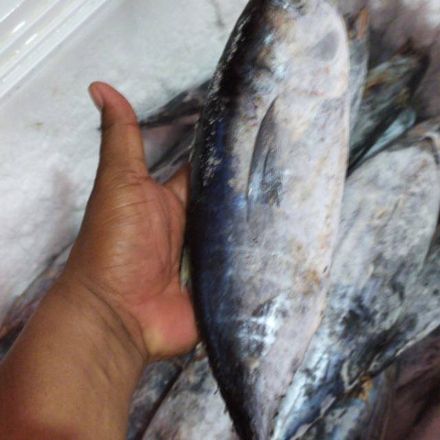 

Ikan beku beby tuna dan ikan cakalang/tongkol