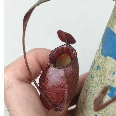 Kantong semar / Nepenthes ampullaria x globosa BM.