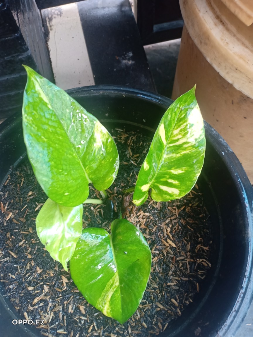 Sale ❗❗ Bibit Sirih Gading Jumbo