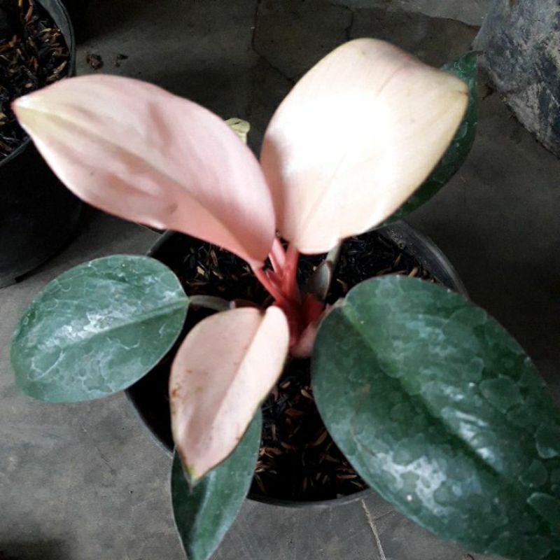 philo pink congo