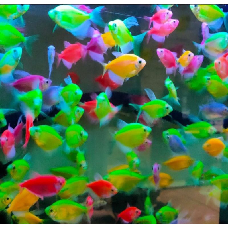 paket 5 ekor glofish tetra hijau apple