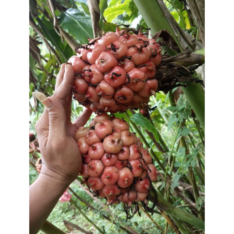 

buah honje segar 1000gr
