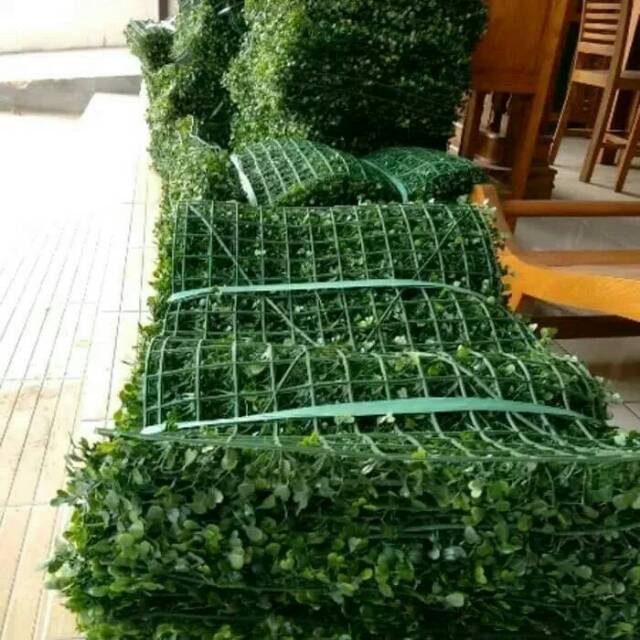 Daun Dolar sintetis - tanaman hias dolar sintetis