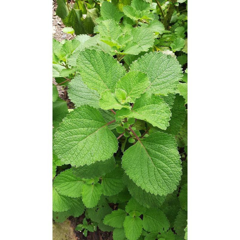 

Daun Bangun-bangun/ Tanaman Herbal (1 Kilogram)