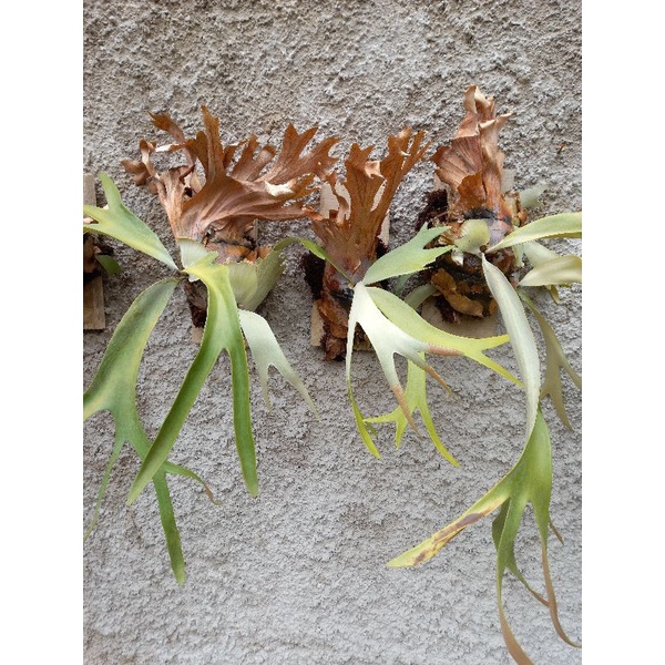 Kadaka_Uncal_Platycerium