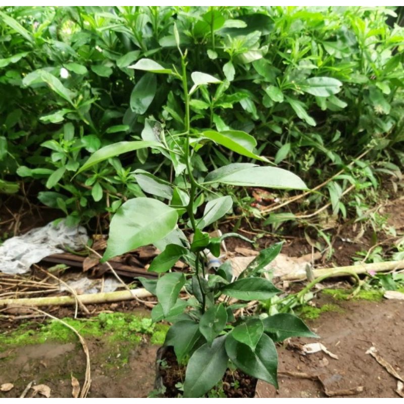 Bibit pohon jeruk peras/Tanaman buah jeruk peras