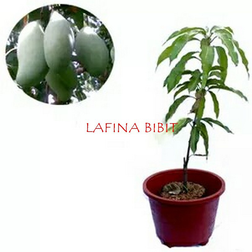 Bibit Mangga Arumanis