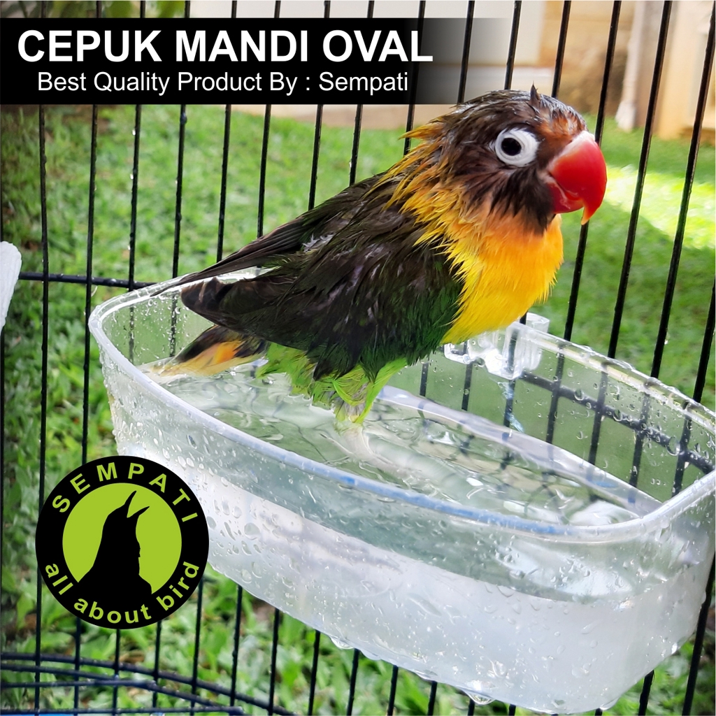 CEPUK OVAL SEMPATI WADAH BAK KERAMBA MINI TEMPAT MANDI 