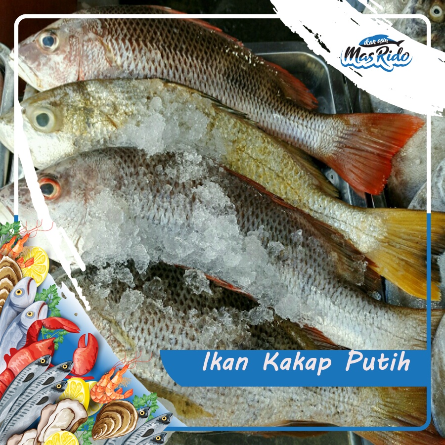 

Ikan Kakap Putih Segar Kwalitas Premium Harga Murah