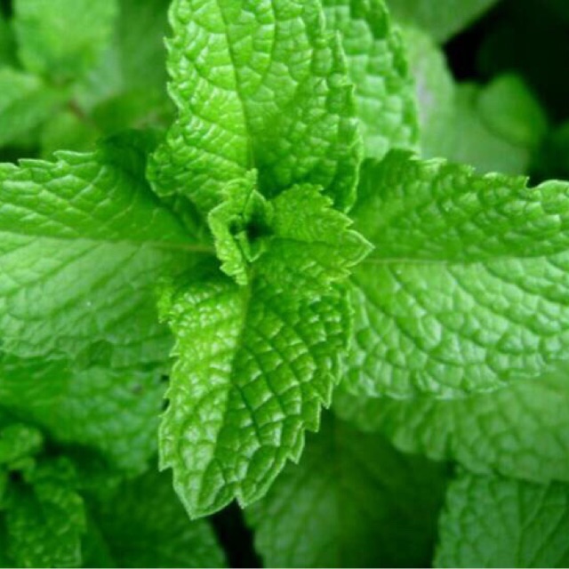 

Daun mint segar 100 gr