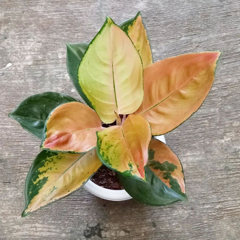 TANAMAN HIAS AGLONEMA SULTAN BRUNAI AGLONEMA BRUNAI