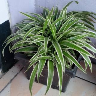 Tanaman Hias Rumput Rumputan Mini Lili Paris Shopee Indonesia