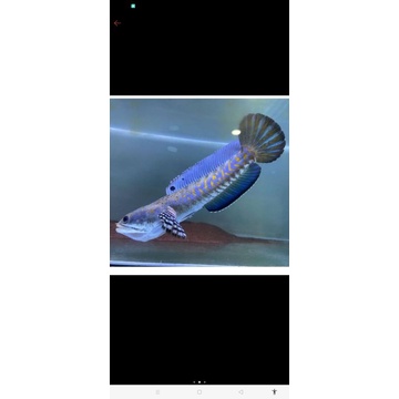 Baby pulcra 5 6 cm spek kontes