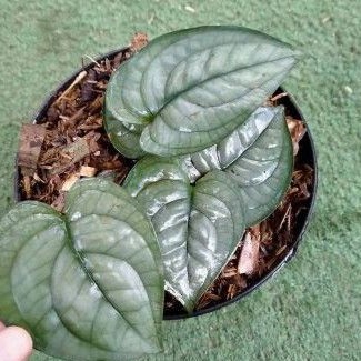 tanaman hias scindapsus lucens