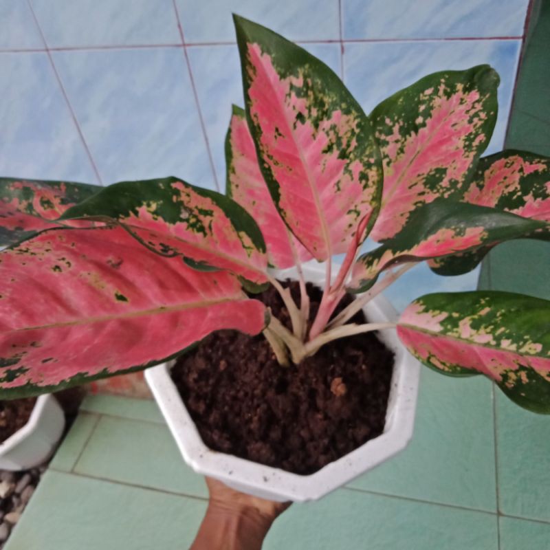 (UKURAN DEWASA  DAN MENOR) Tana waman Hias Aglonema Red Kochin/Aglaonema Kochin/Aglaonema Kochin par