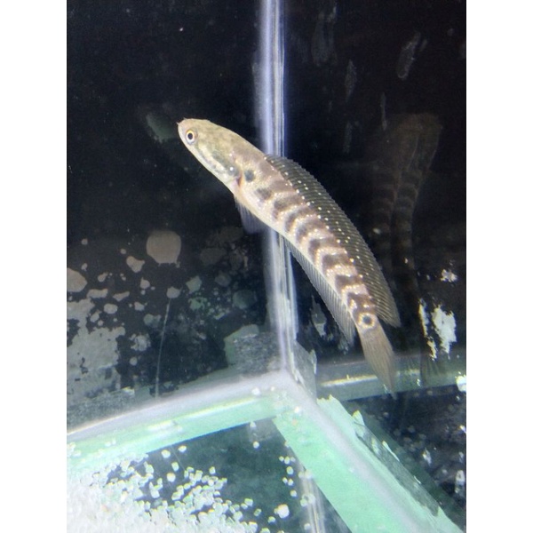 Asiatica RSWS 15-16cm